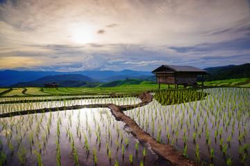 Lush green rice field in rainy season. Chiang Mai. Thailand.