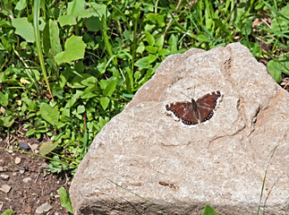 Monarch Butterfly  sits on a rock on a sunny day