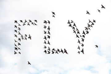 fly word by birds