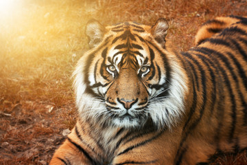 Naklejka premium Tygrys mężczyzna o zachodzie słońca z bliska w portret z intensywnymi oczami