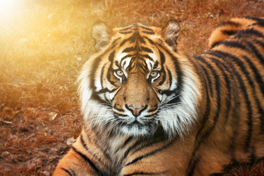 Tiger m&auml;nnchen bei Sonnenuntergang von nah im Portrait mit intensiven Augen