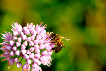 bee pollinating flower