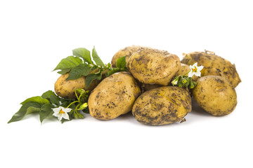 Raw potatoes with leaves