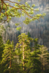 Forest view. Nature travel background.