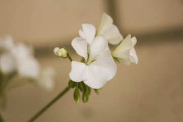 White geranium flowers. Pastel color photo