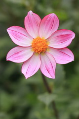 Fototapeta premium ピンクの八枚の花弁