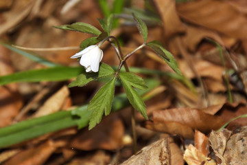 Anemone nemorosa (spring flower)