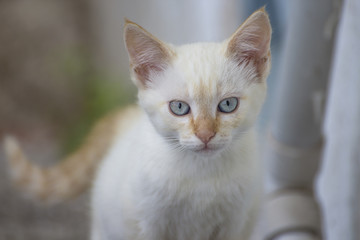 Naklejka na ściany i meble Closeup of a white kitten with beautiful eyes looking at the camera.