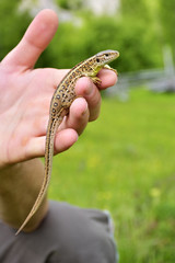 Small lizard sits on hand