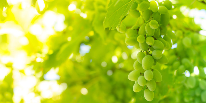Green unripe grapes background