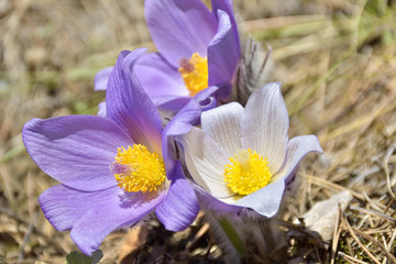 Wild Spring Flowers Pulsatilla Patens. Flowering Plant In Family Ranunculaceae