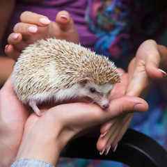 small prickly hedgehog in the hands of people
