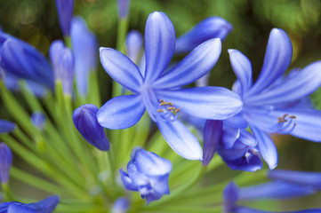 Wallpaper macro blue flower on blur background