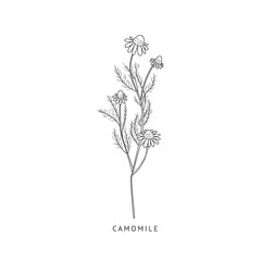 Camomile Hand Drawn Realistic Sketch