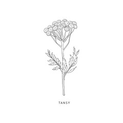 Tansy Hand Drawn Realistic Sketch