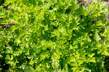 Obraz premium Juicy parsley on a bed in the garden. Vitamin diet for weight loss.