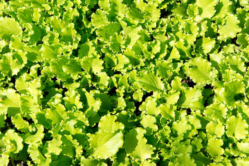 fresh green lettuce growing on a bed in the garden. Vitamin diet for weight loss.