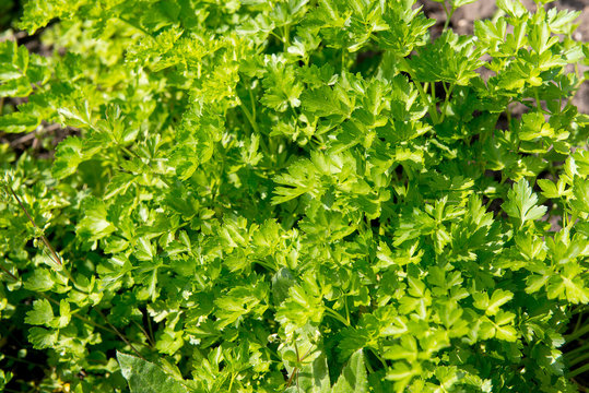 Juicy parsley on a bed in the garden. Vitamin diet for weight loss.