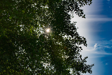 Fototapeta na wymiar Sonne durch Blätter