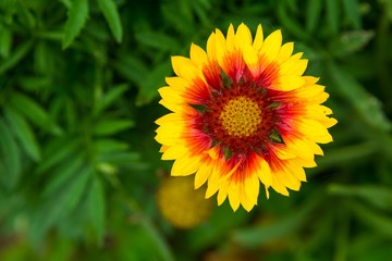 Blooming coneflower (echinacea) growing in garden