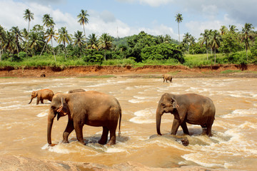 Herd of elephants in the river