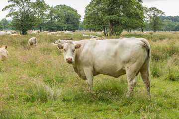 Fototapeta premium Standing and observing cow in a natural meadow in a nature reserve in the River Valley of the Andersche Diep