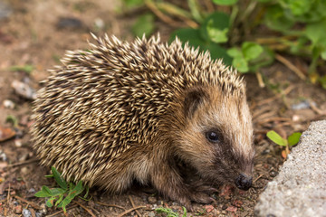 The European hedgehog (Erinaceus europaeus)