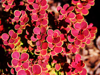 Berberis thunbergii 'Orange Sunrise' - barberry   