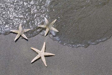 three starfish on the shore of the ocean