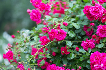 Fototapeta premium Beautiful pink roses close-up