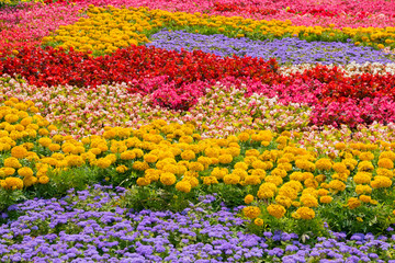 A flower bed with colorful flowers