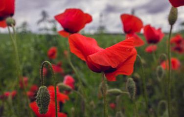 Obraz premium wild poppy flower in the field