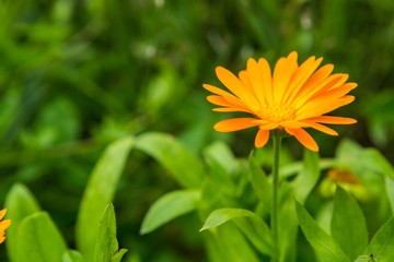 Beautiful marigold flowers (calendula)