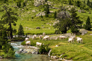 Vaches de race gasconne à l'estive au Marcadau dans le Parc National des Pyrénées (Refuge Wallon)