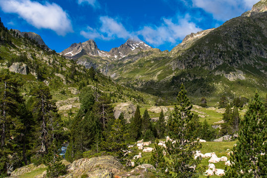 Vaches de race gasconne &agrave; l'estive au Marcadau dans le Parc National des Pyr&eacute;n&eacute;es (Refuge Wallon)