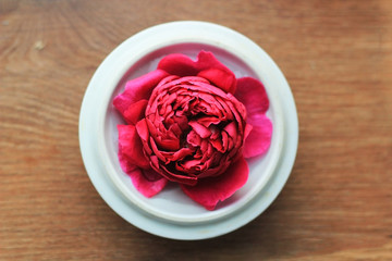 Red rose in tea cap on wooden background