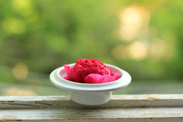 Red cut rose in tea cap on window