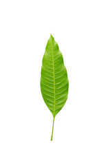 Closeup leaf of mango tree isolated on white background.