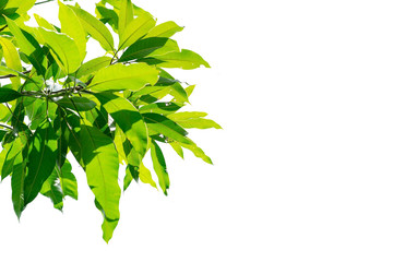 Closeup leaves of mango tree on white background.