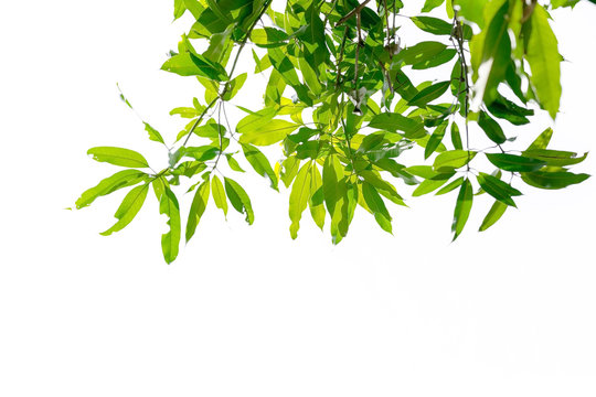 Closeup leaves of mango tree on white background.