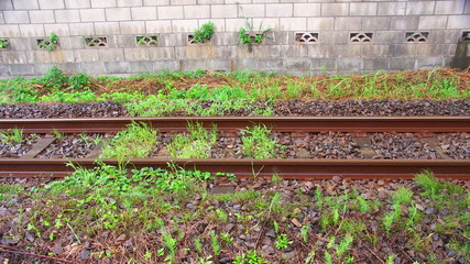 雨の日の夏草と線路