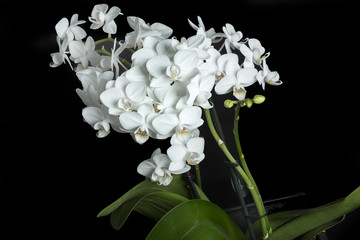 Fototapeta na wymiar Weiße Orchidee auf schwarzem Hintergrund