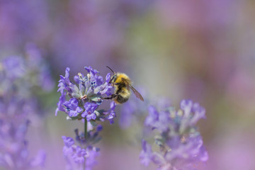Hummel auf lila Lavendel, Hintergrund soft