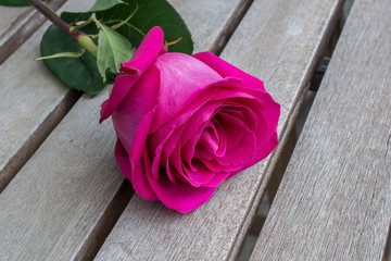 Pink rose on wooden planks.