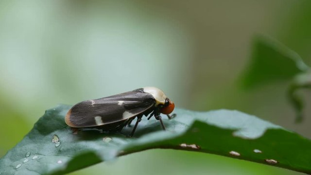 leafhopper is resting on the plant leaf with wind