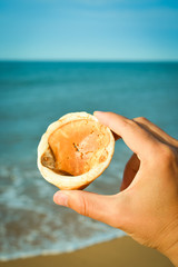 Closeup on hand holding beautiful sea shell, sunny outdoors background