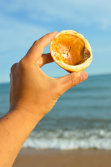 Closeup on hand holding beautiful sea shell, sunny outdoors background