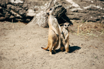 big and small meerkat