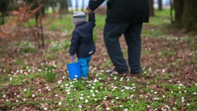 A small boy is walking among flowers with a blue bucket in his hand. His grandma is holding his other hand and he goes by himself. Wide-angle shot.

