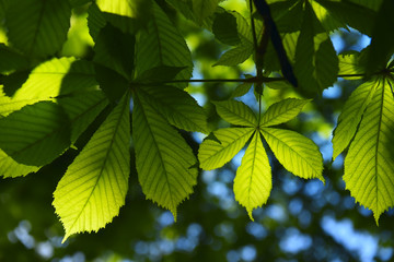 branch with large fresh leaves of chestnut tree on a natural background. natural summer, spring background
